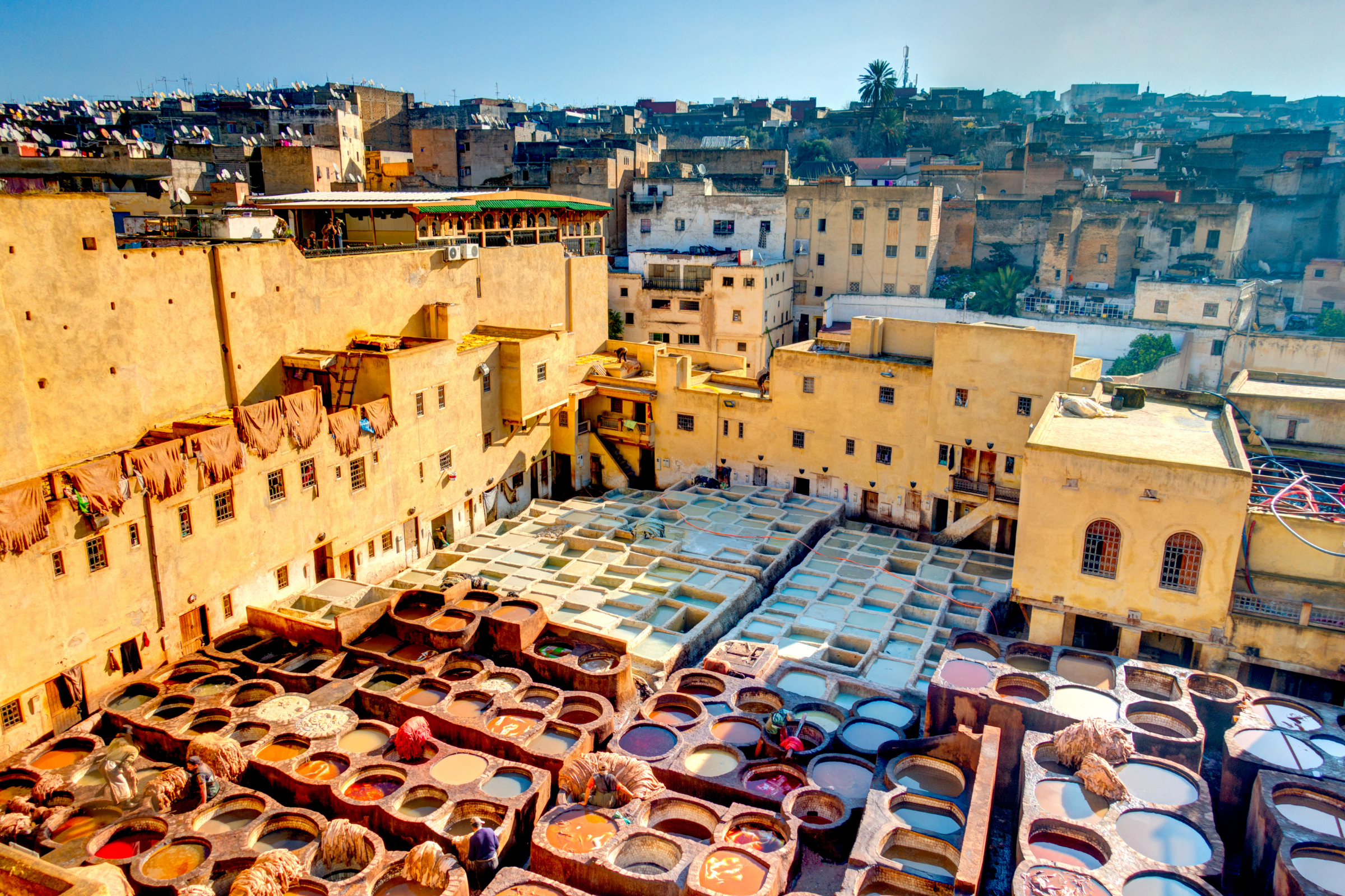 fez (2).webp